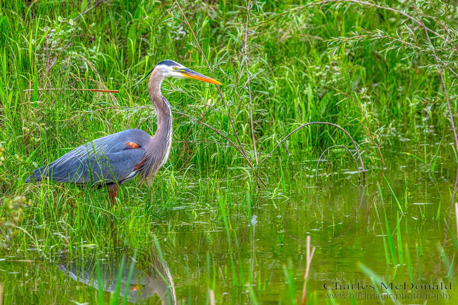 Great Blue Heron