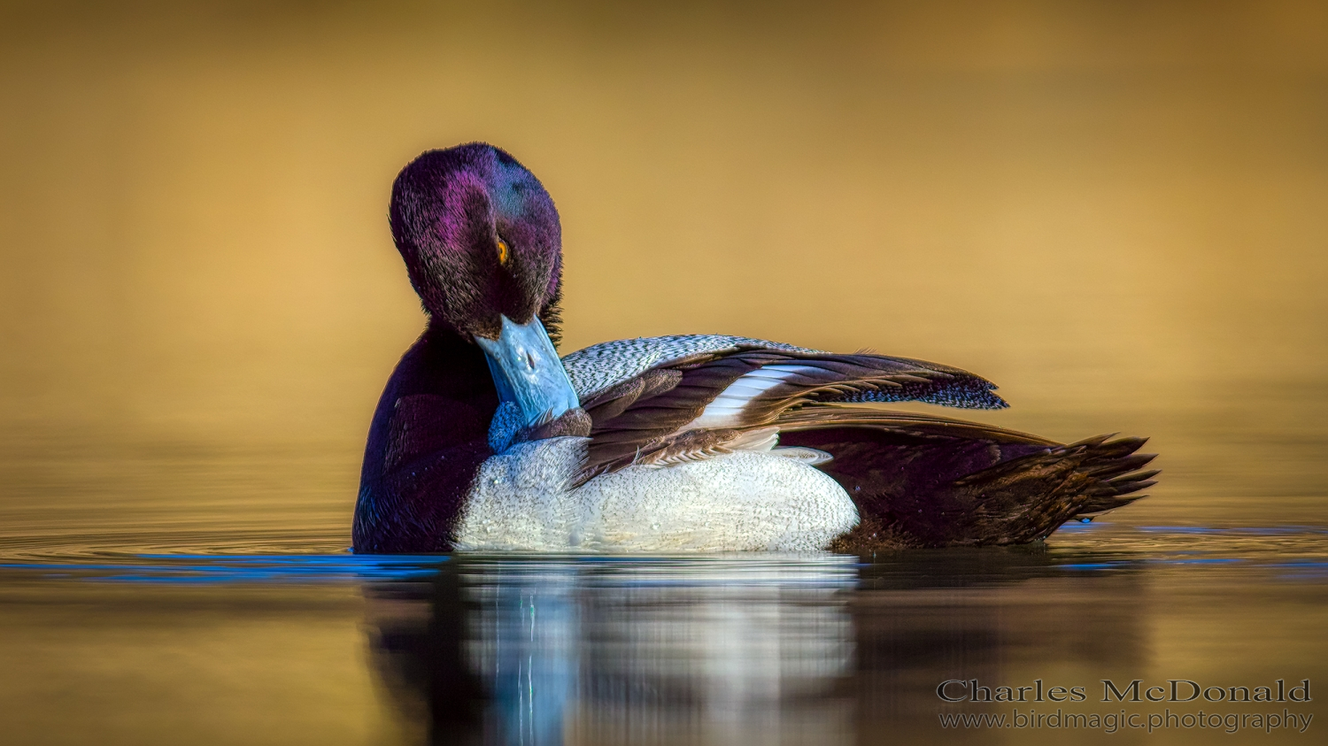 Lesser Scaup