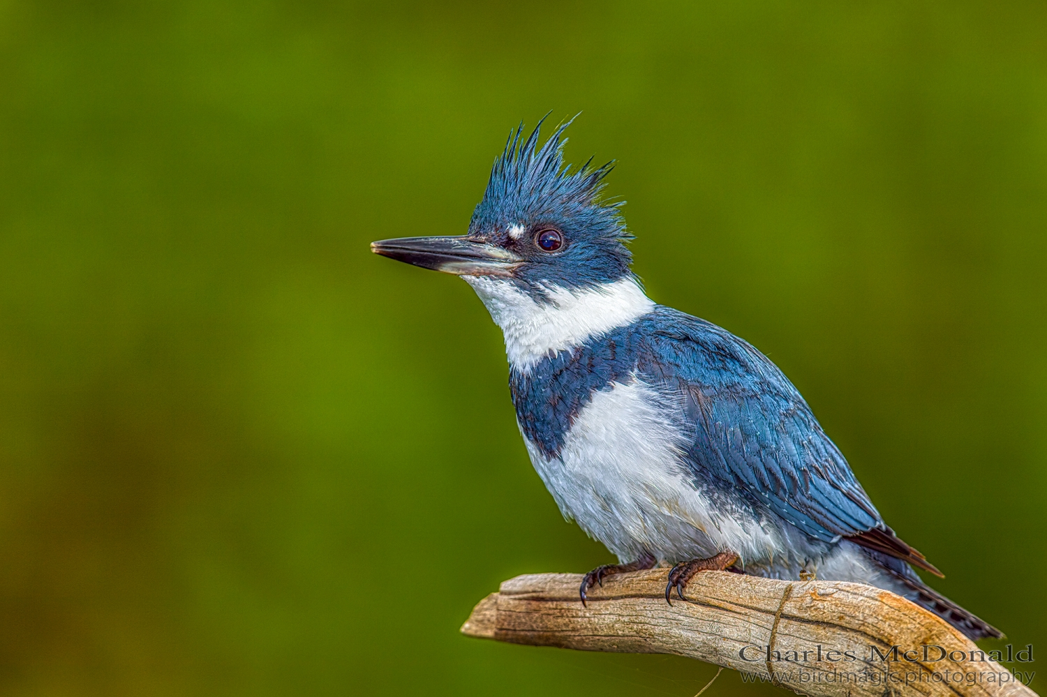 Belted Kingfisher