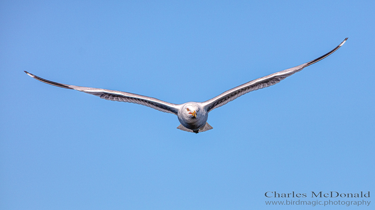 Ring-billed Gull