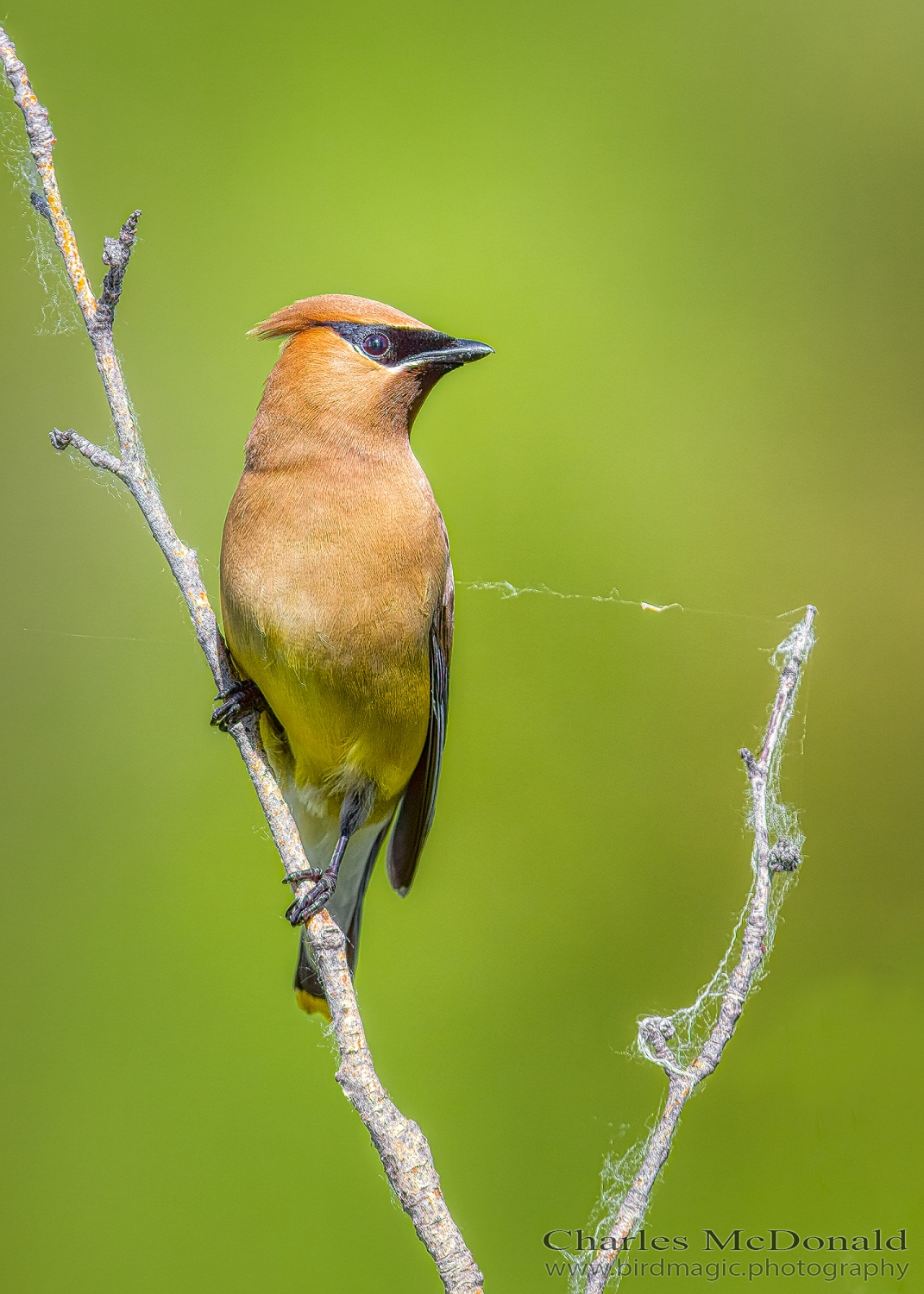 Cedar Waxwing