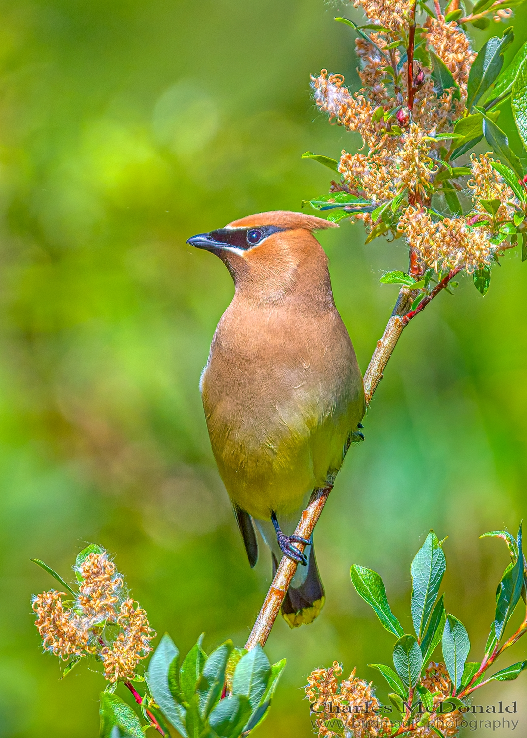 Cedar Waxwing