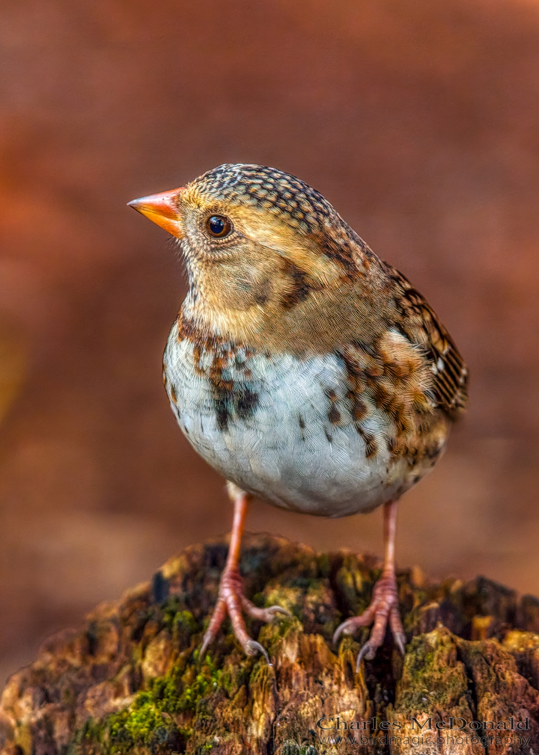 Harris's Sparrow