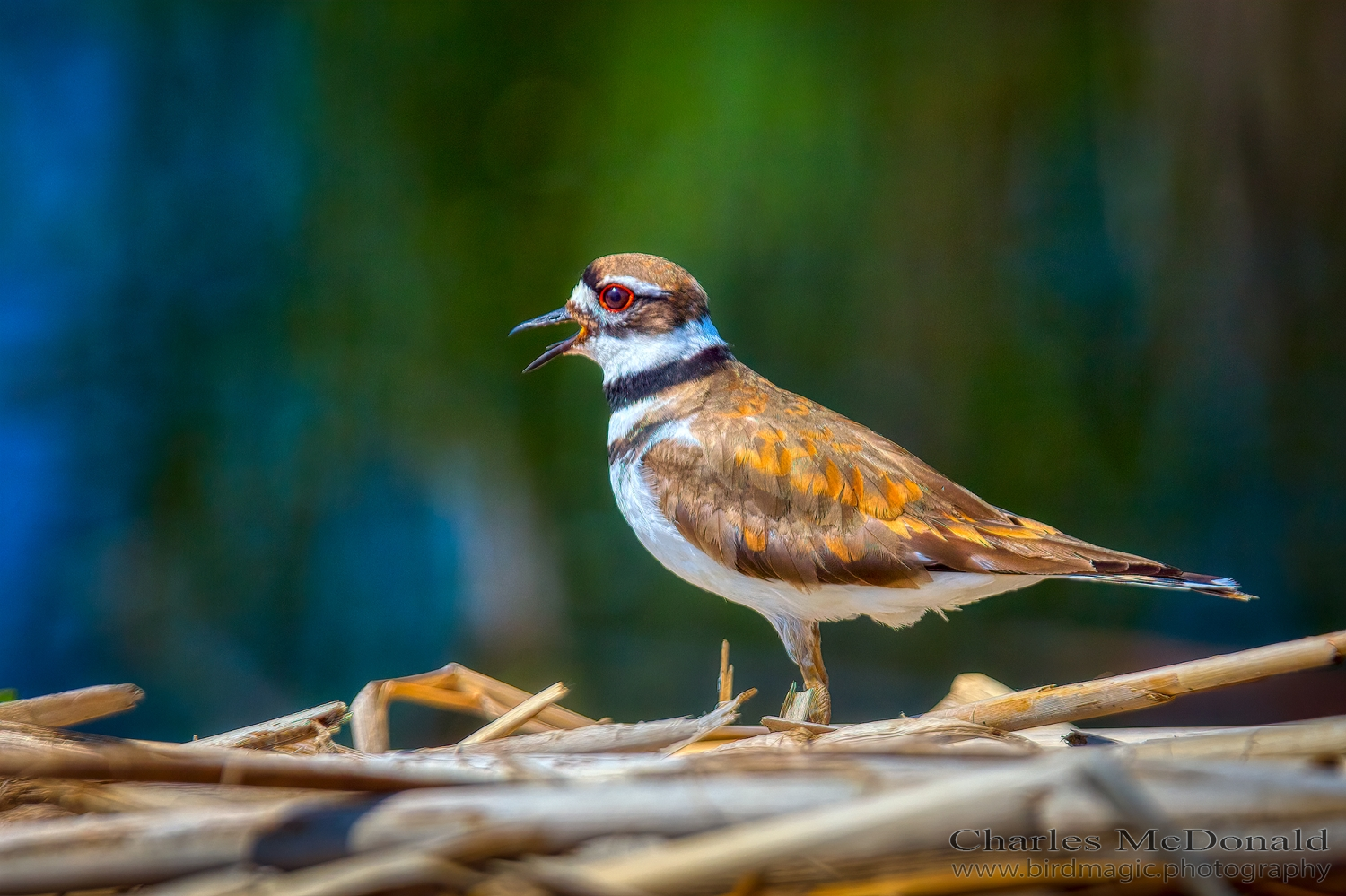 Killdeer