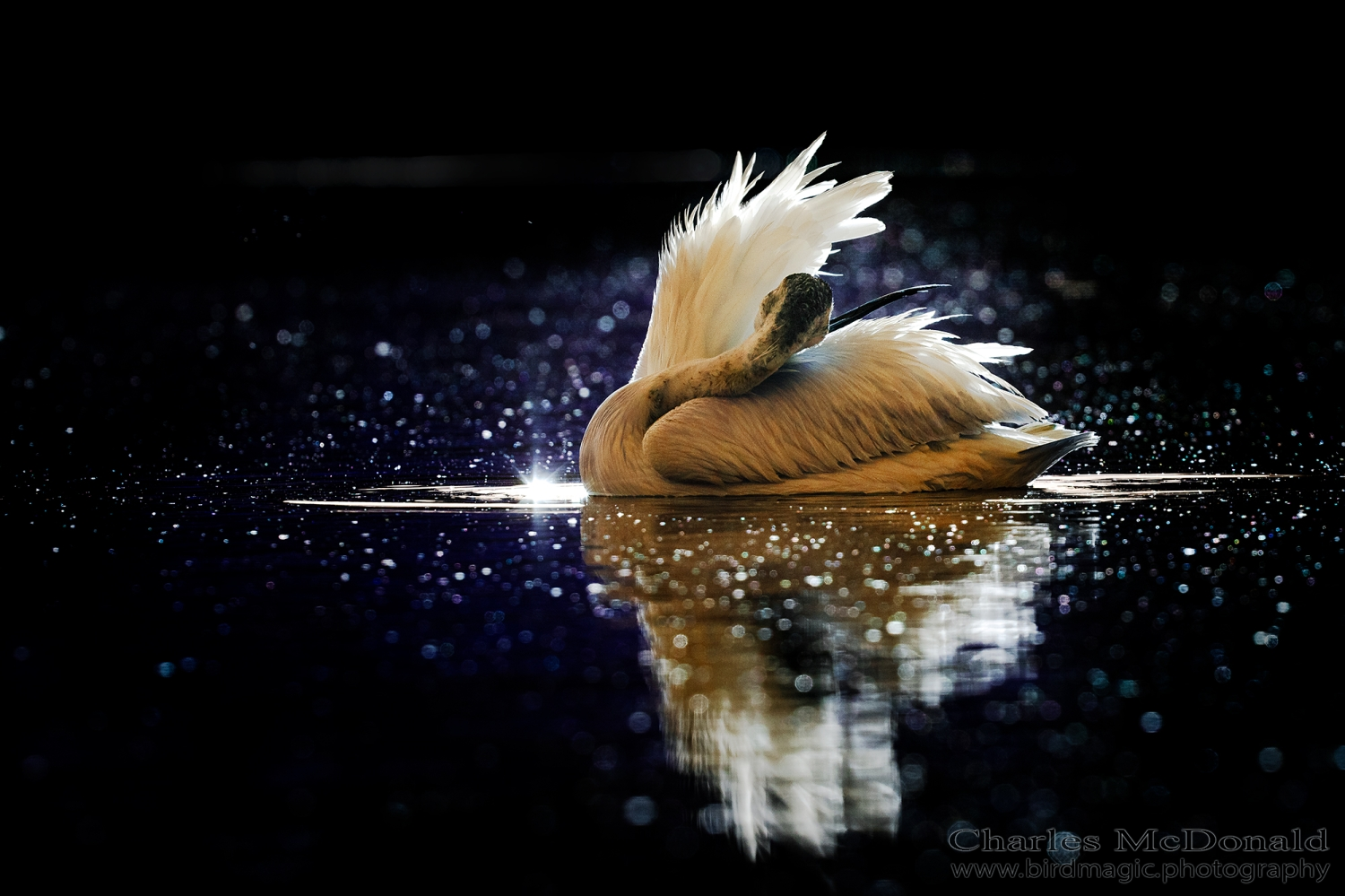 American White Pelican