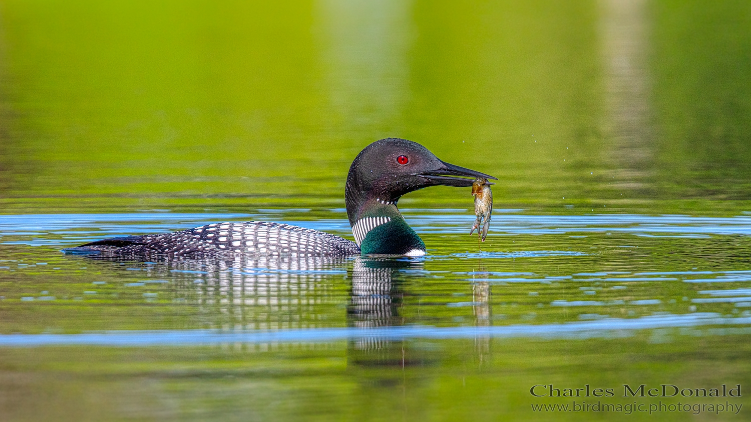 Common Loon