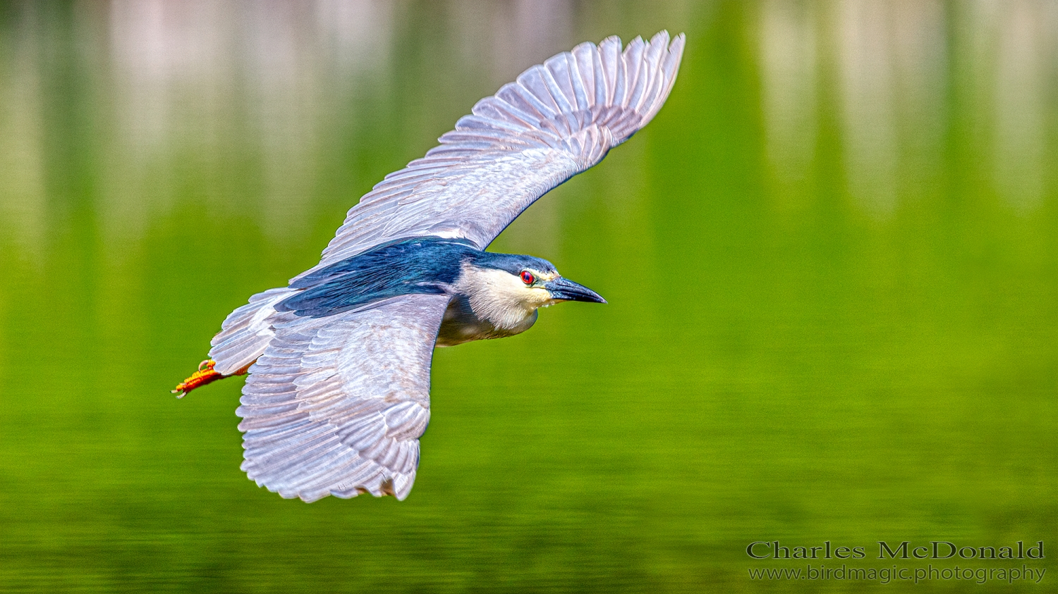 Black-crowned Night-Heron