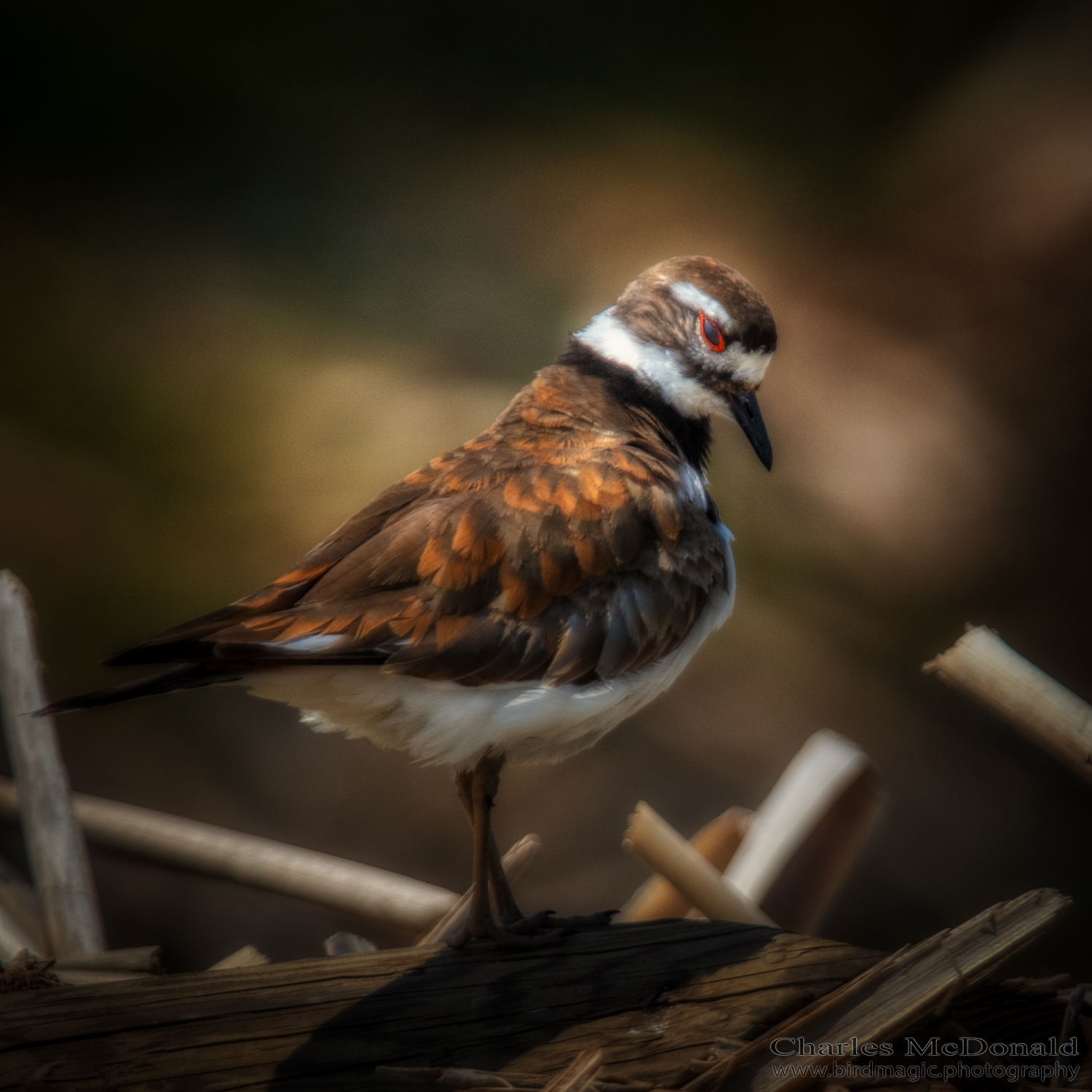 Killdeer