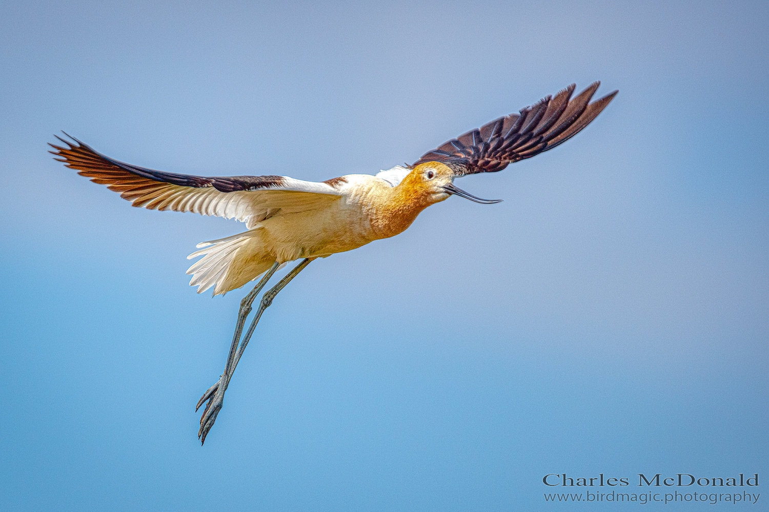 American Avocet