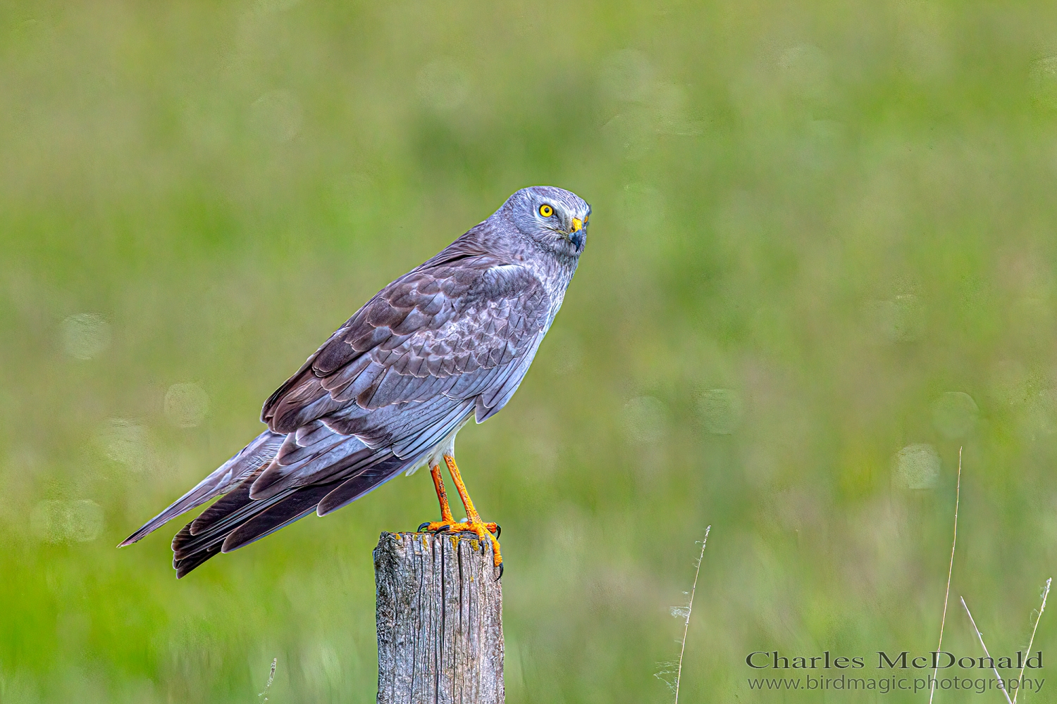 Northern Harrier