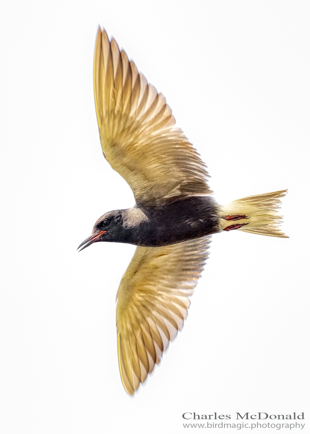 Black Tern