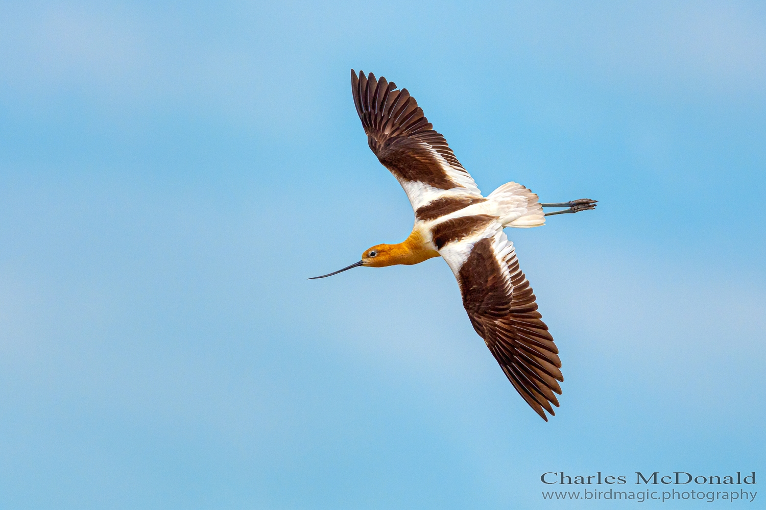 American Avocet