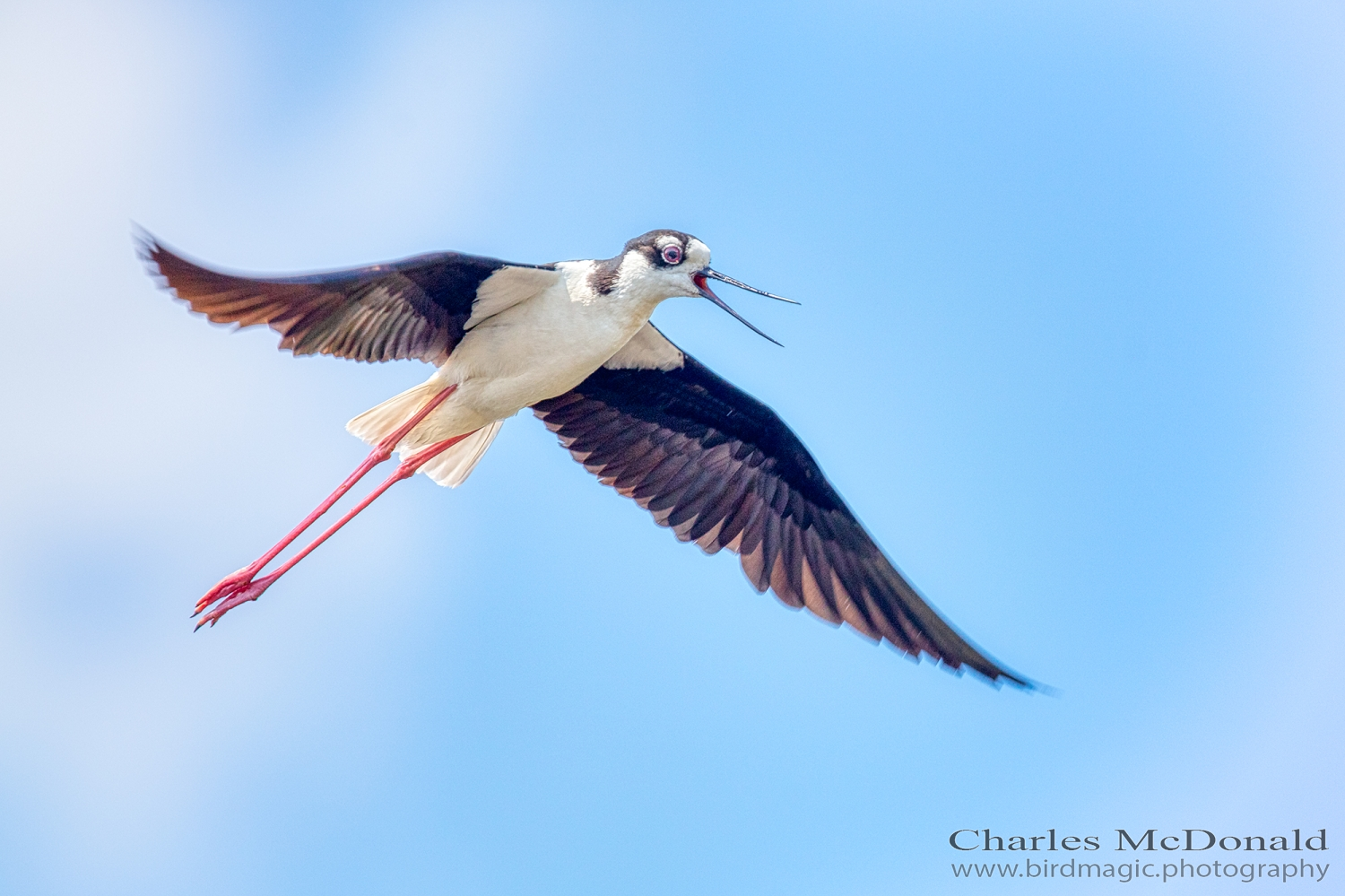 Black-necked Stilt