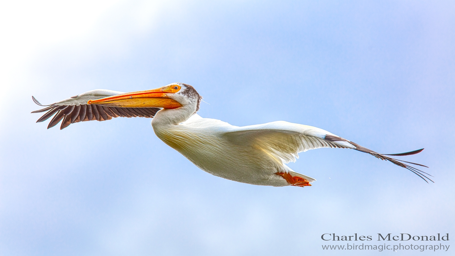 American White Pelican