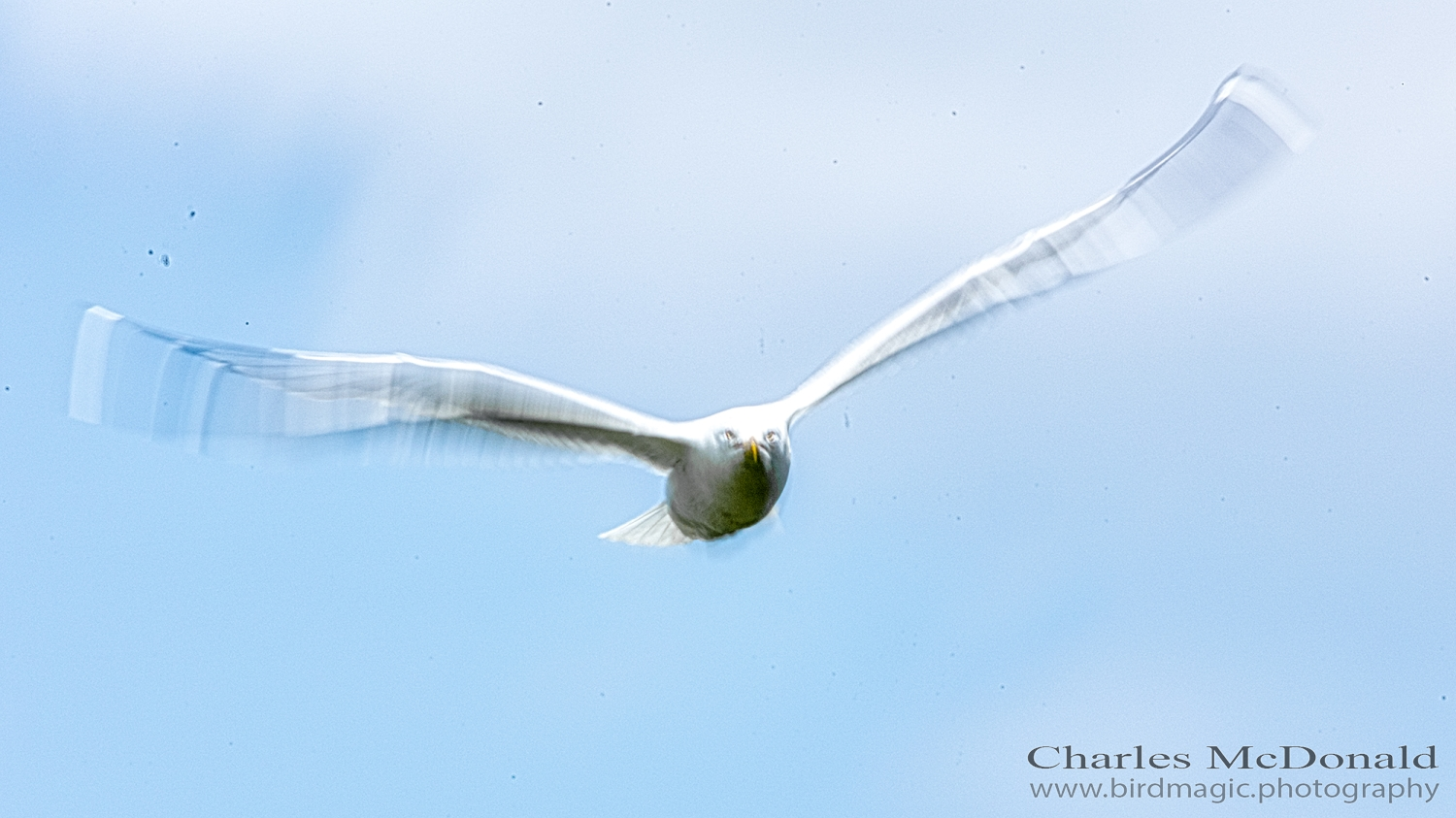 Ring-billed Gull