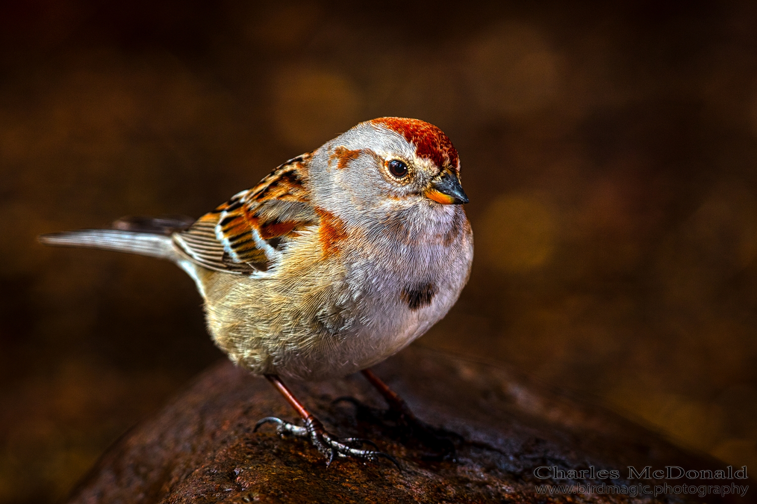 American Tree Sparrow