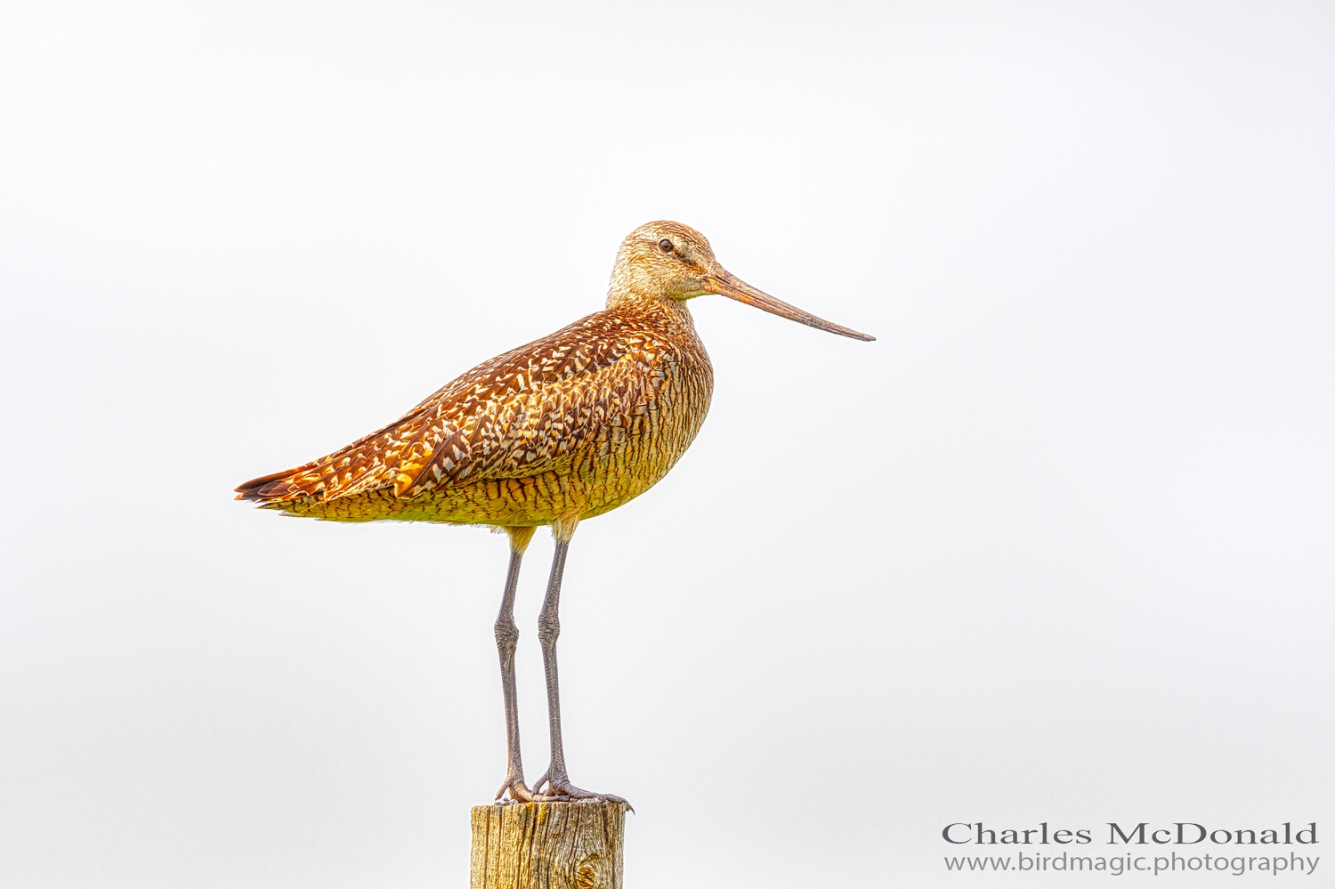 Marbled Godwit