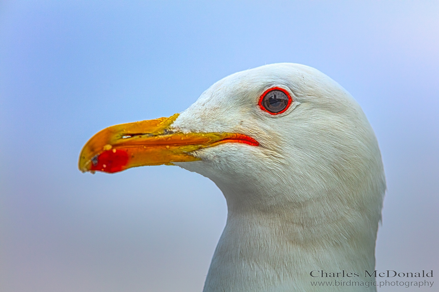 California Gull