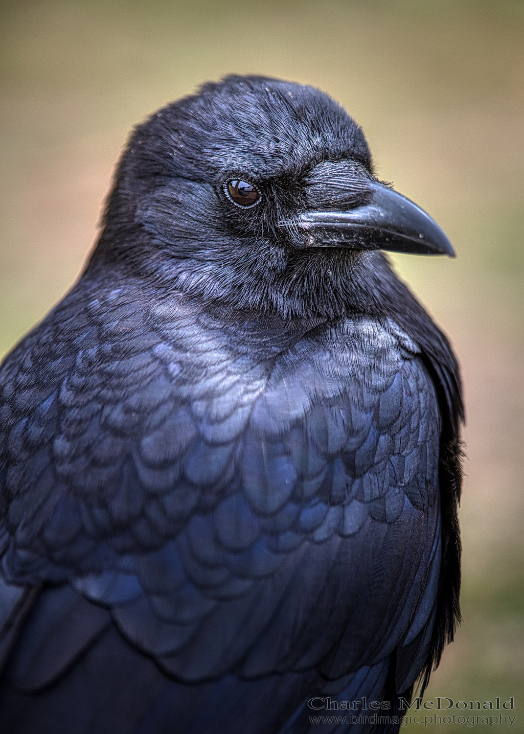 American Crow