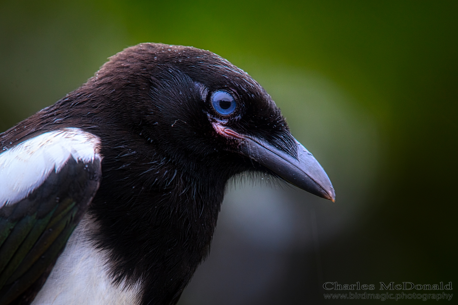 Black-billed Magpie