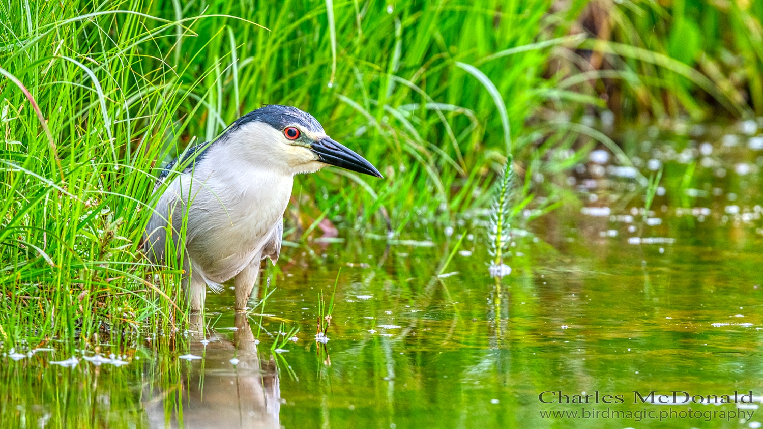 Black-crowned Night-Heron