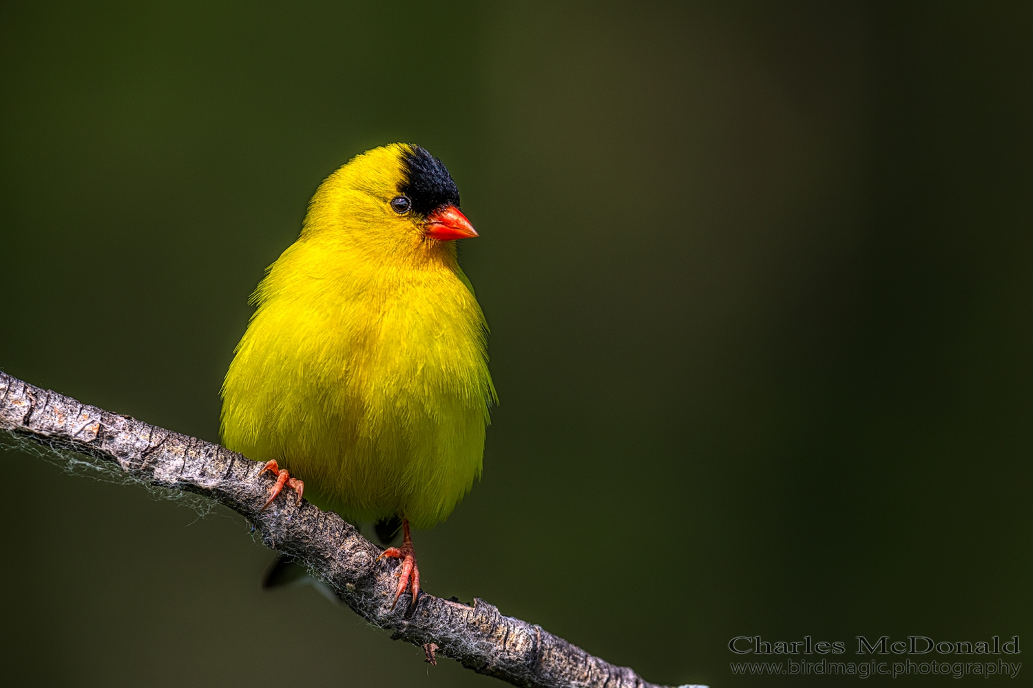 American Goldfinch