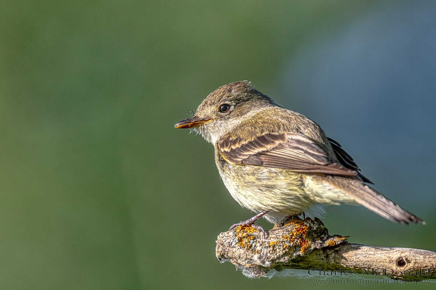 Least Flycatcher