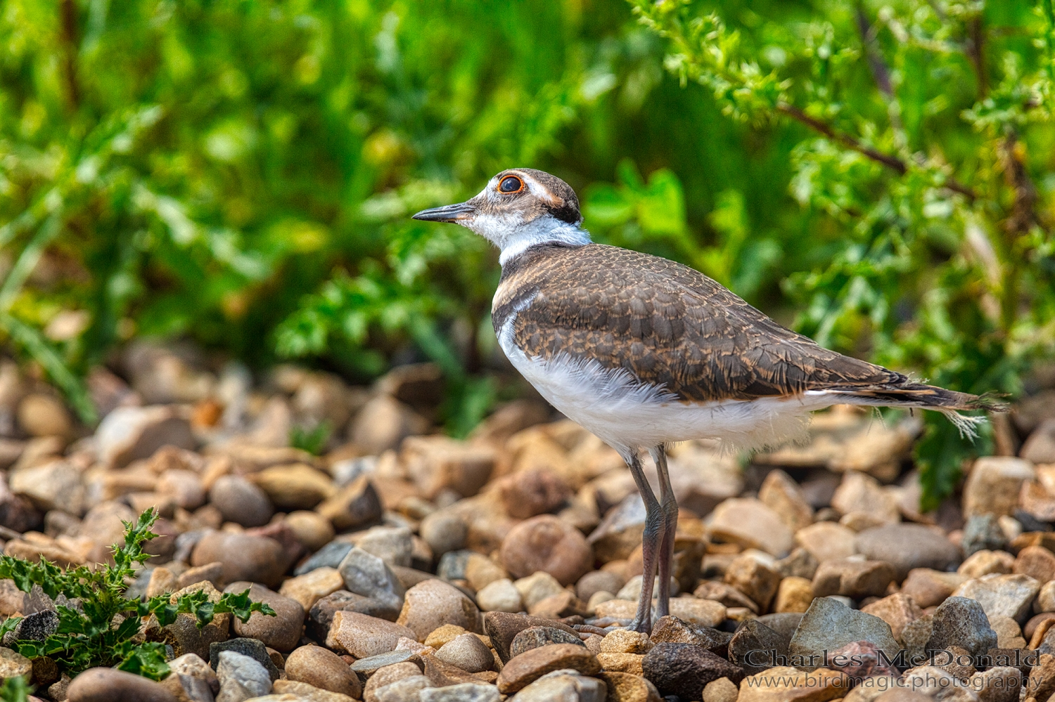 Killdeer