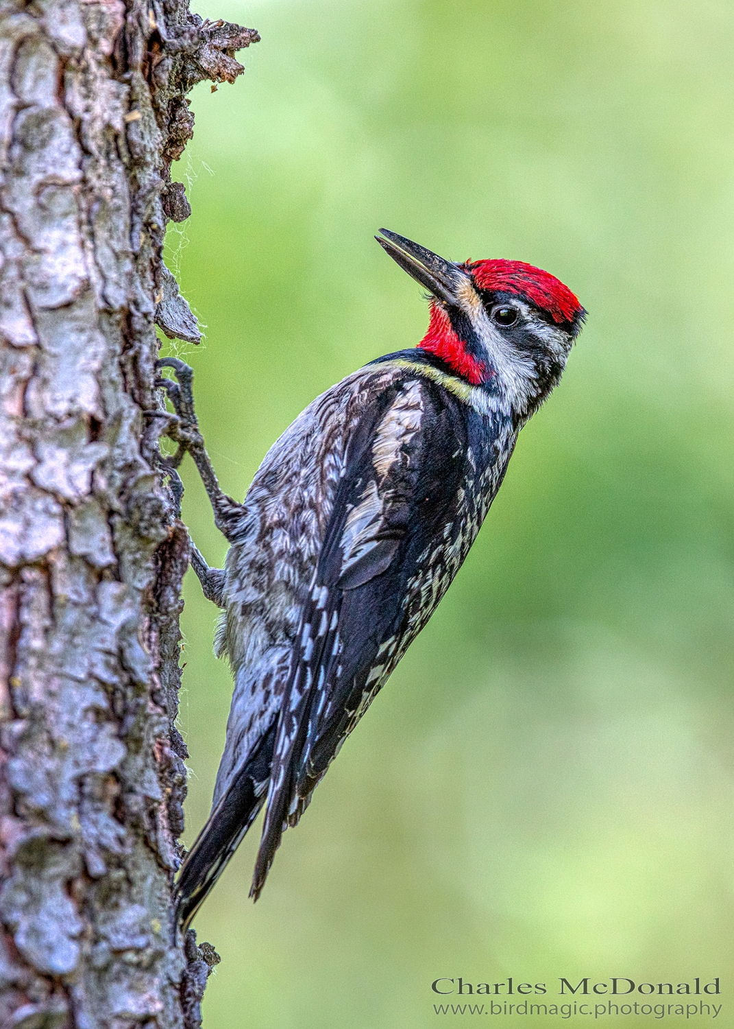 Yellow-bellied Sapsucker