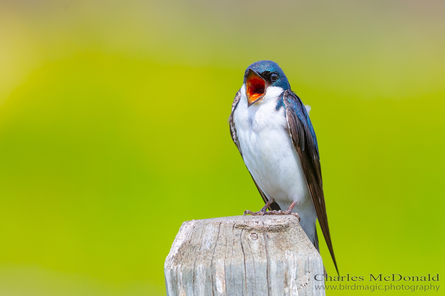 Tree Swallow