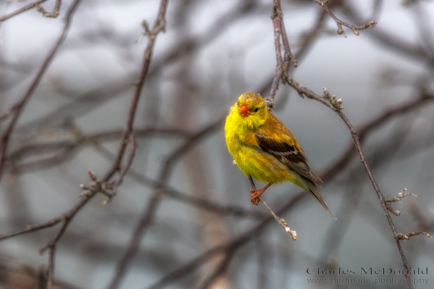 American Goldfinch