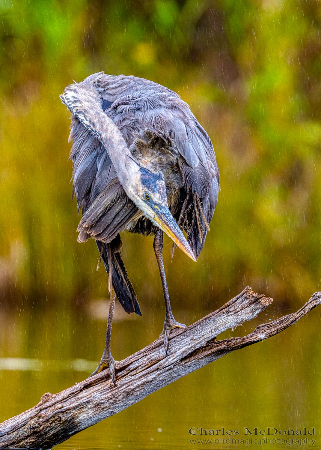 Great Blue Heron