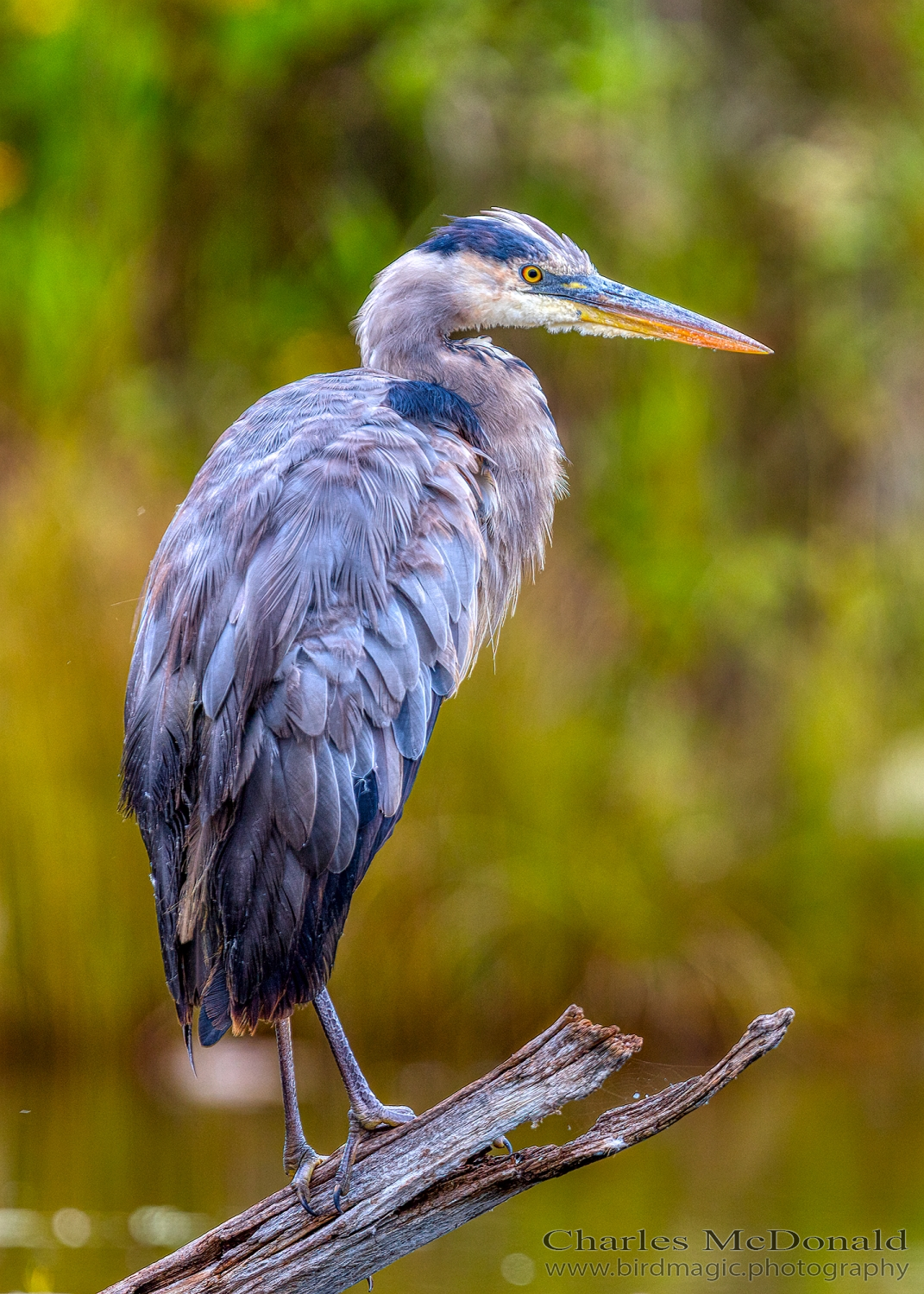 Great Blue Heron