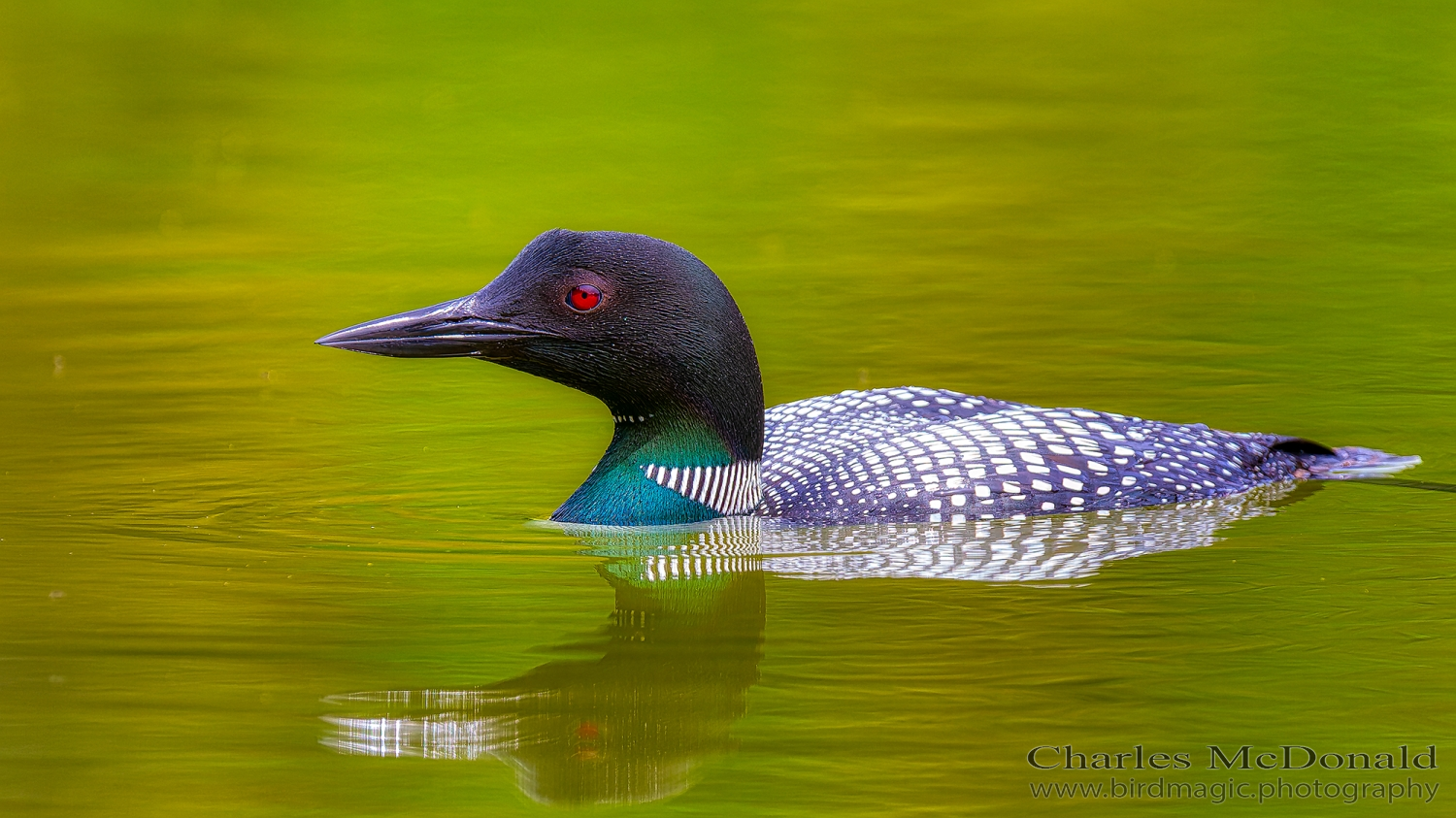 Common Loon