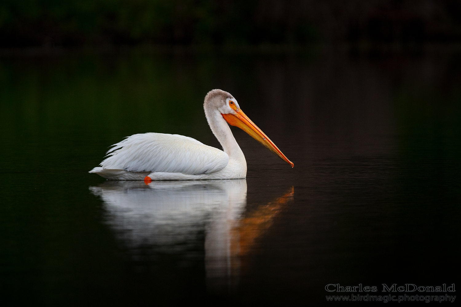 American White Pelican