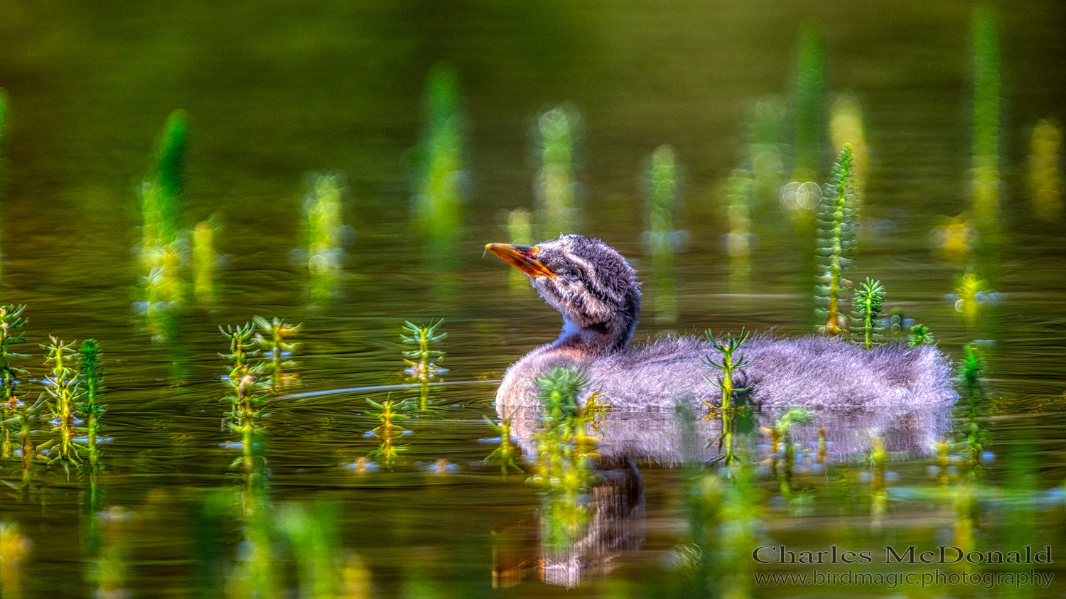 Red-necked Grebe