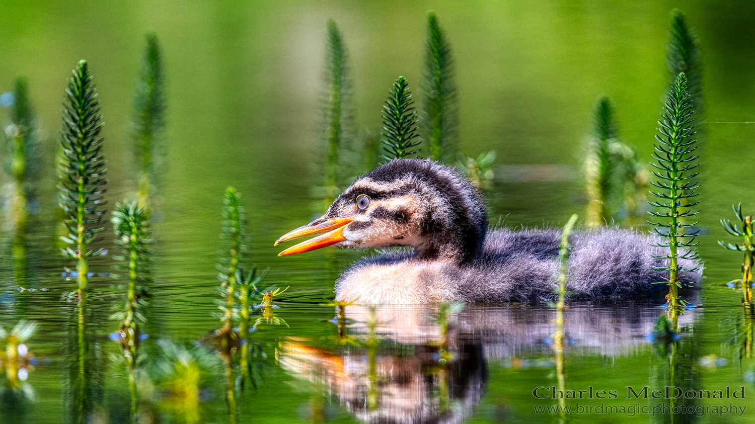 Red-necked Grebe