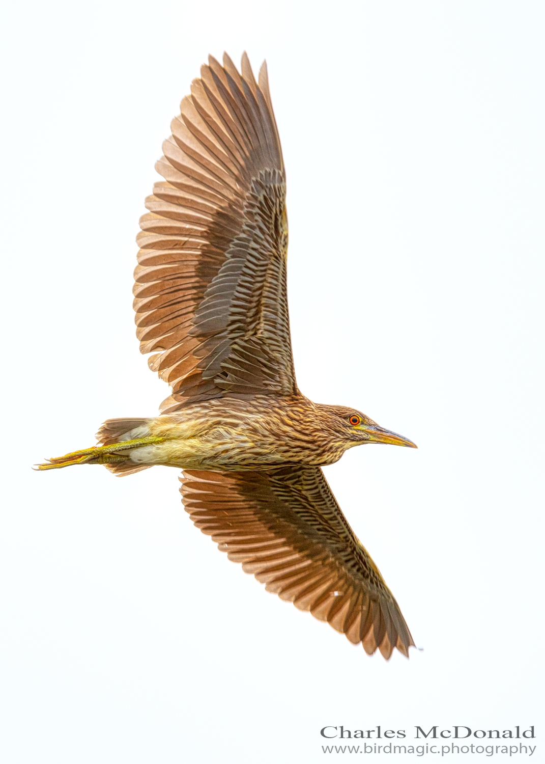 Black-crowned Night-Heron