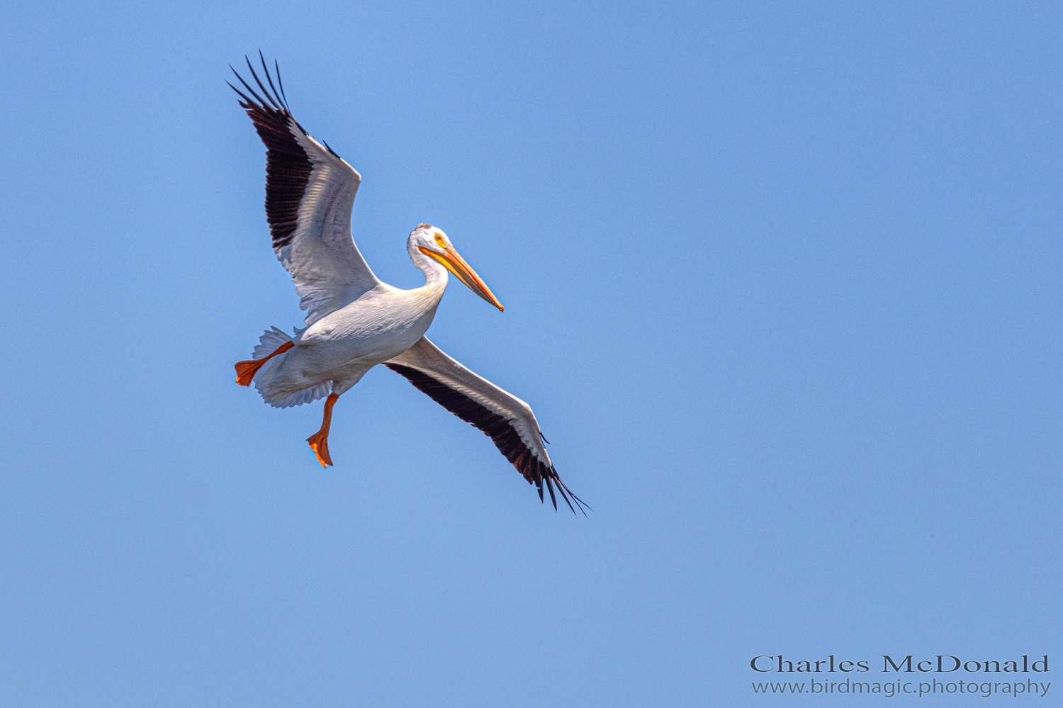 American White Pelican