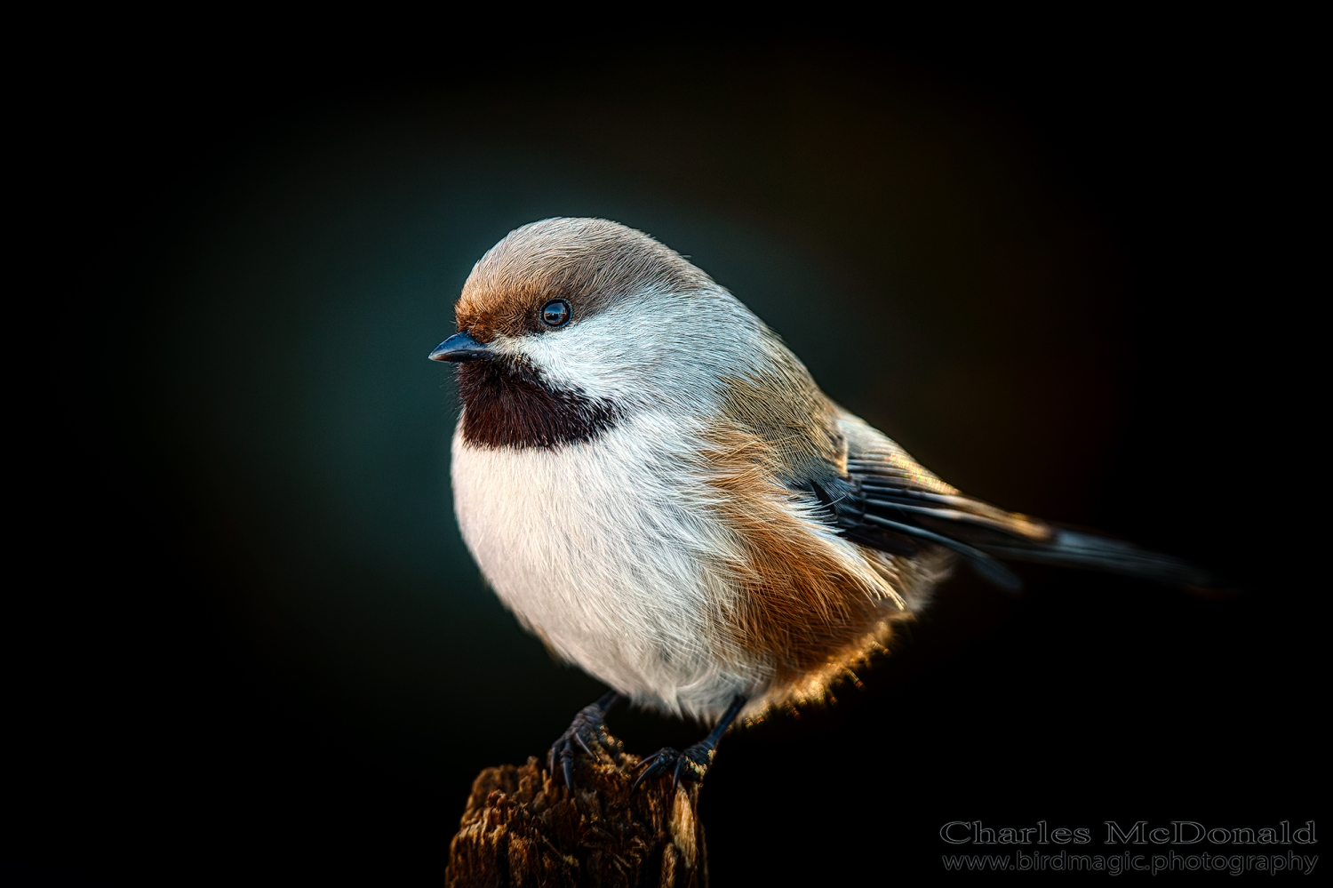 Boreal Chickadee