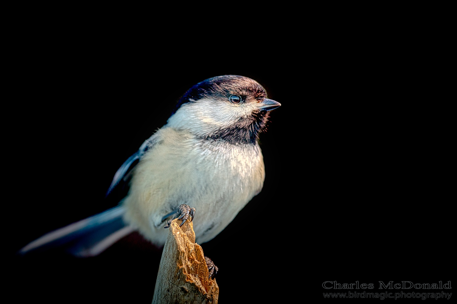 Black-capped Chickadee