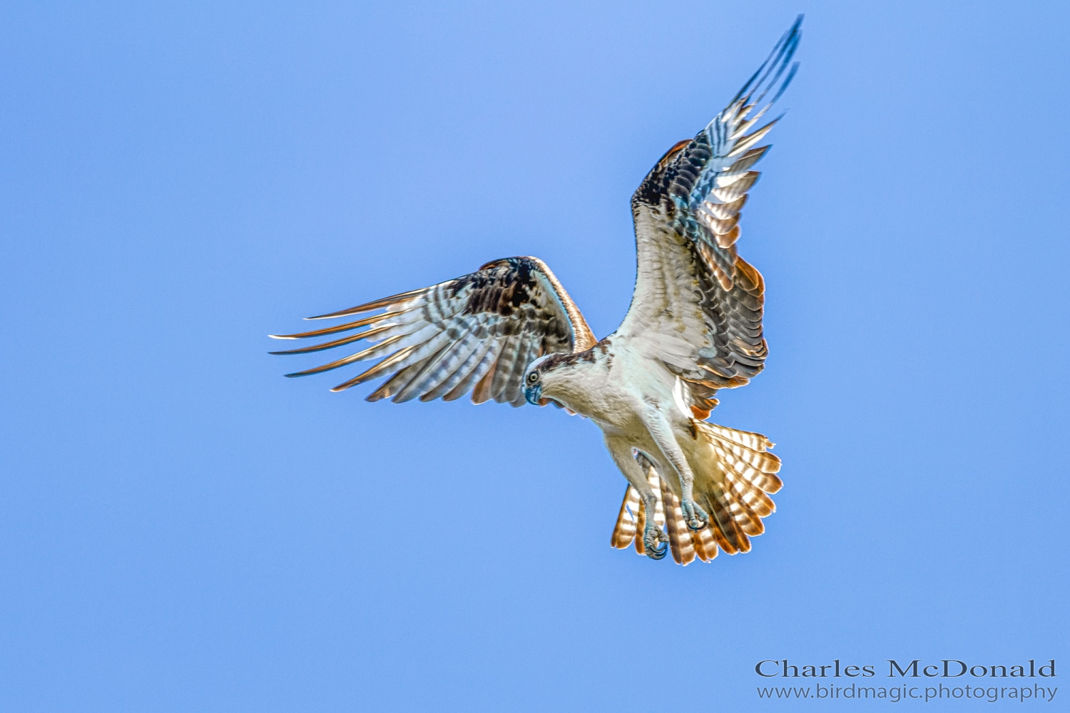 Osprey