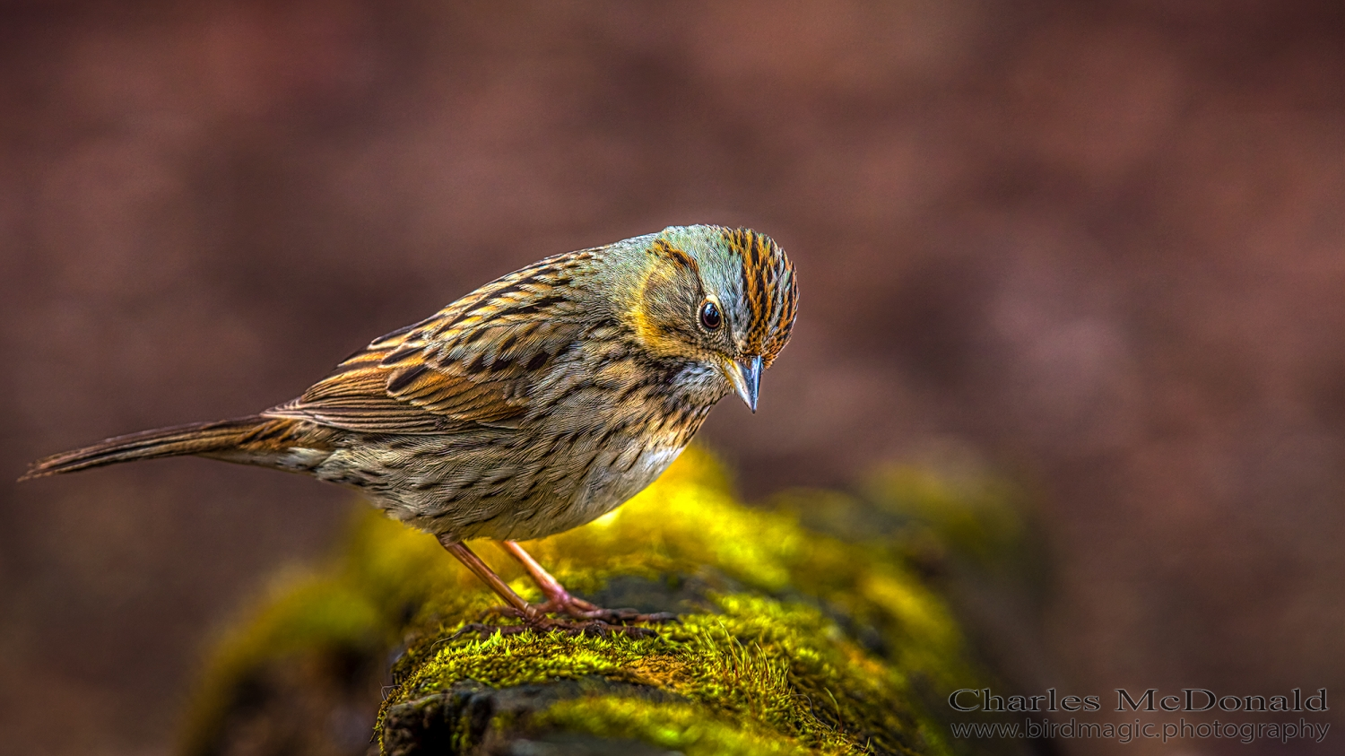 Lincoln's Sparrow