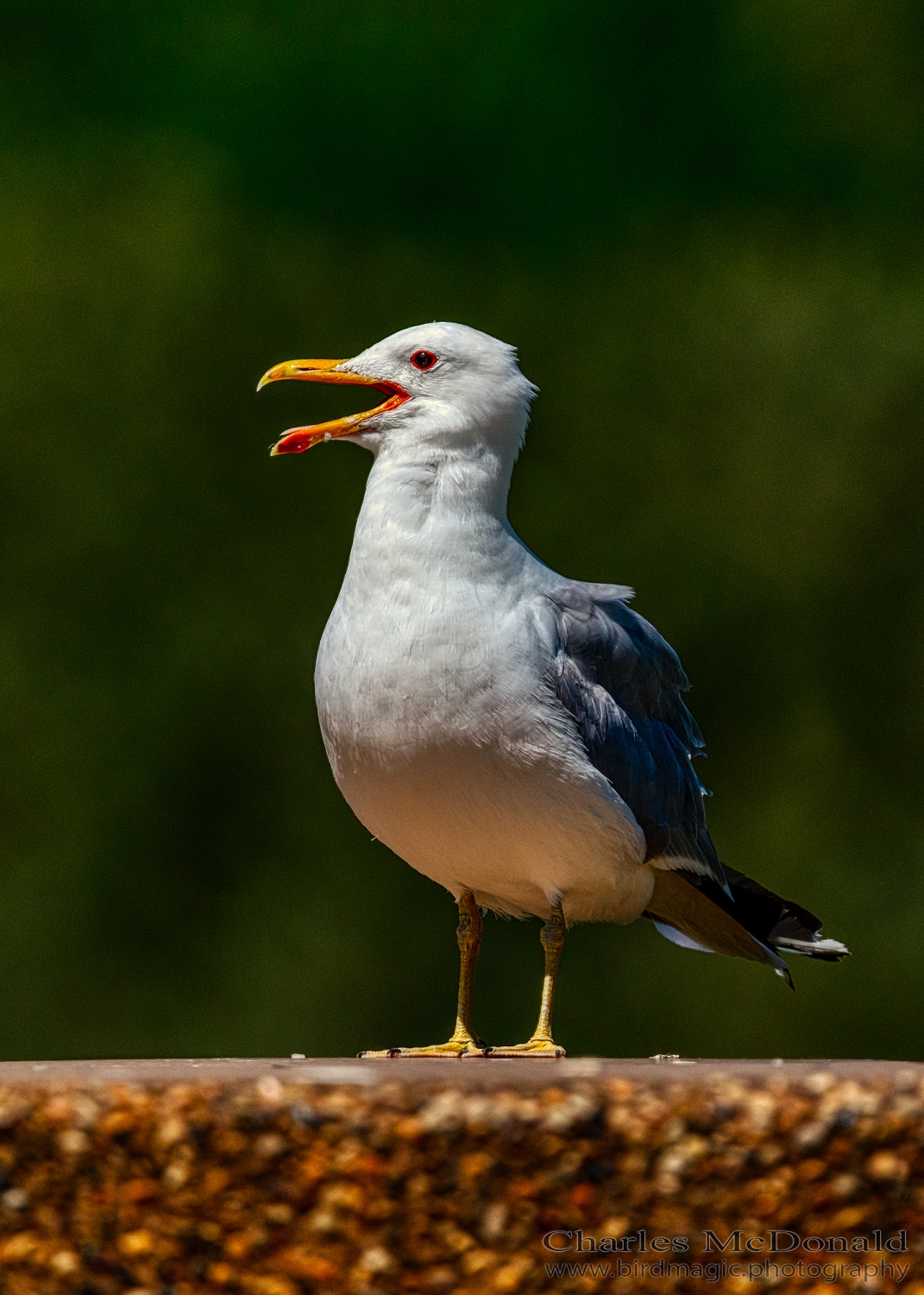 California Gull