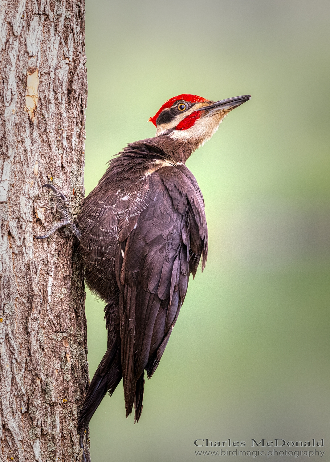 Pileated Woodpecker