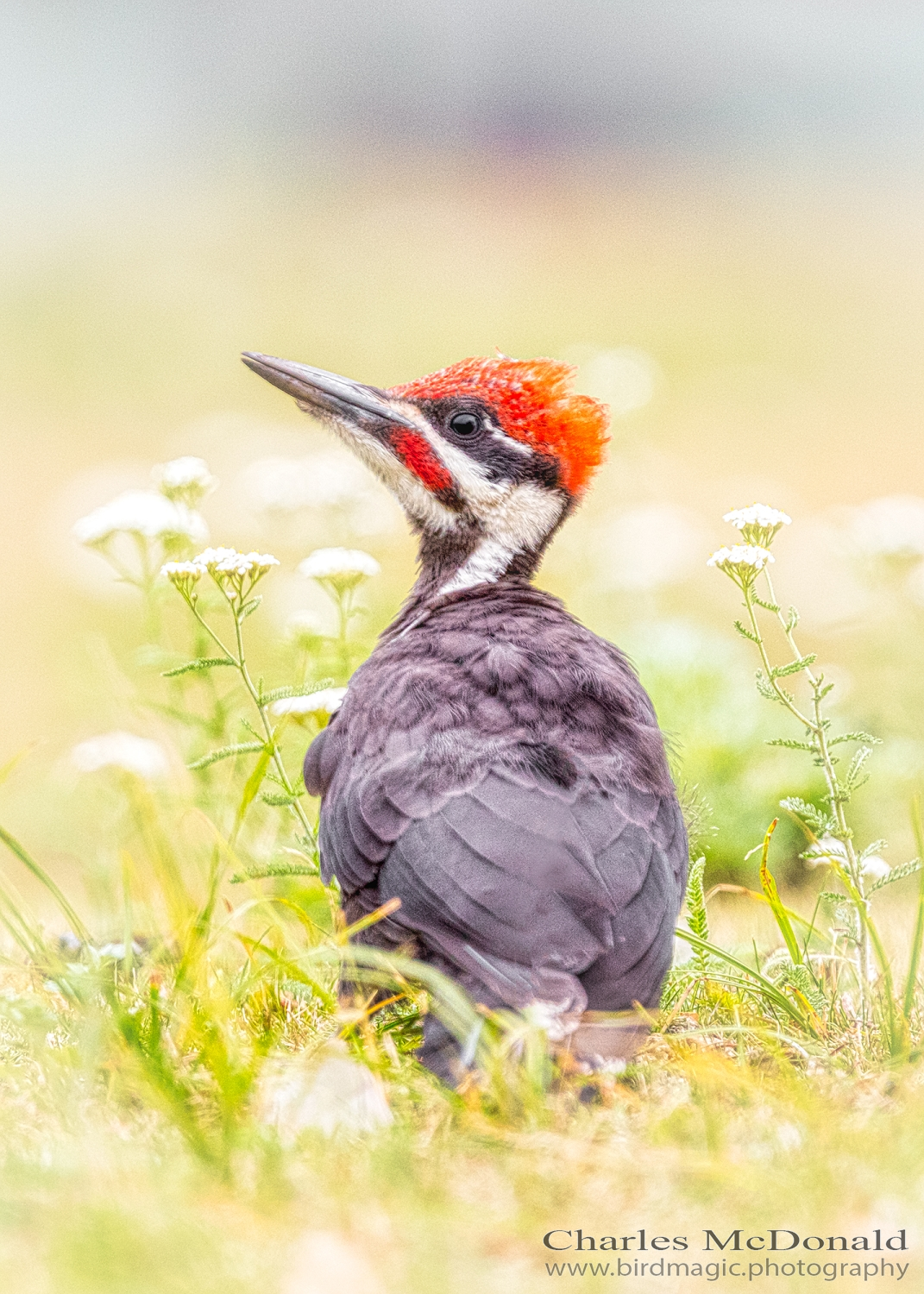 Pileated Woodpecker