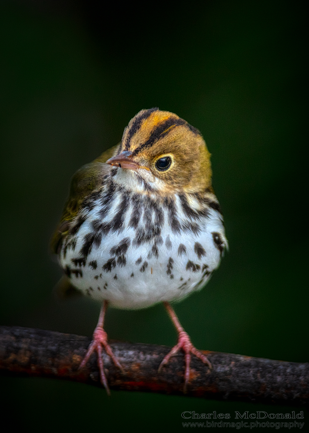 Ovenbird