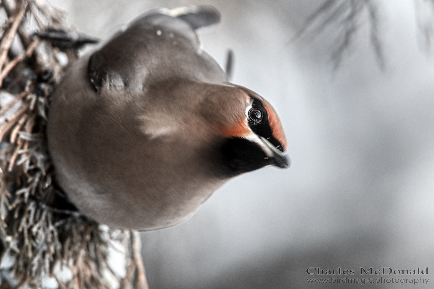 Bohemian Waxwing