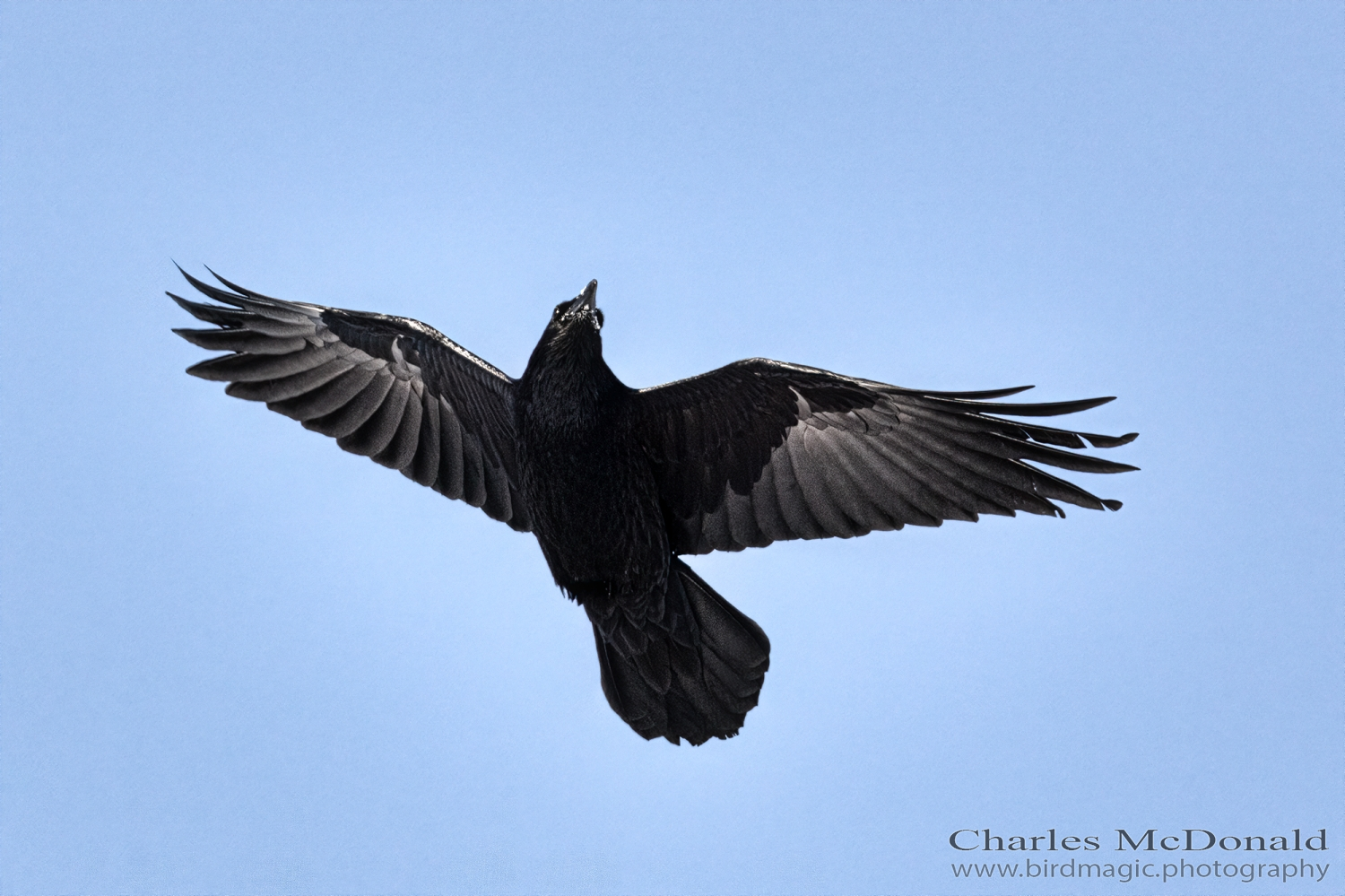 American Crow