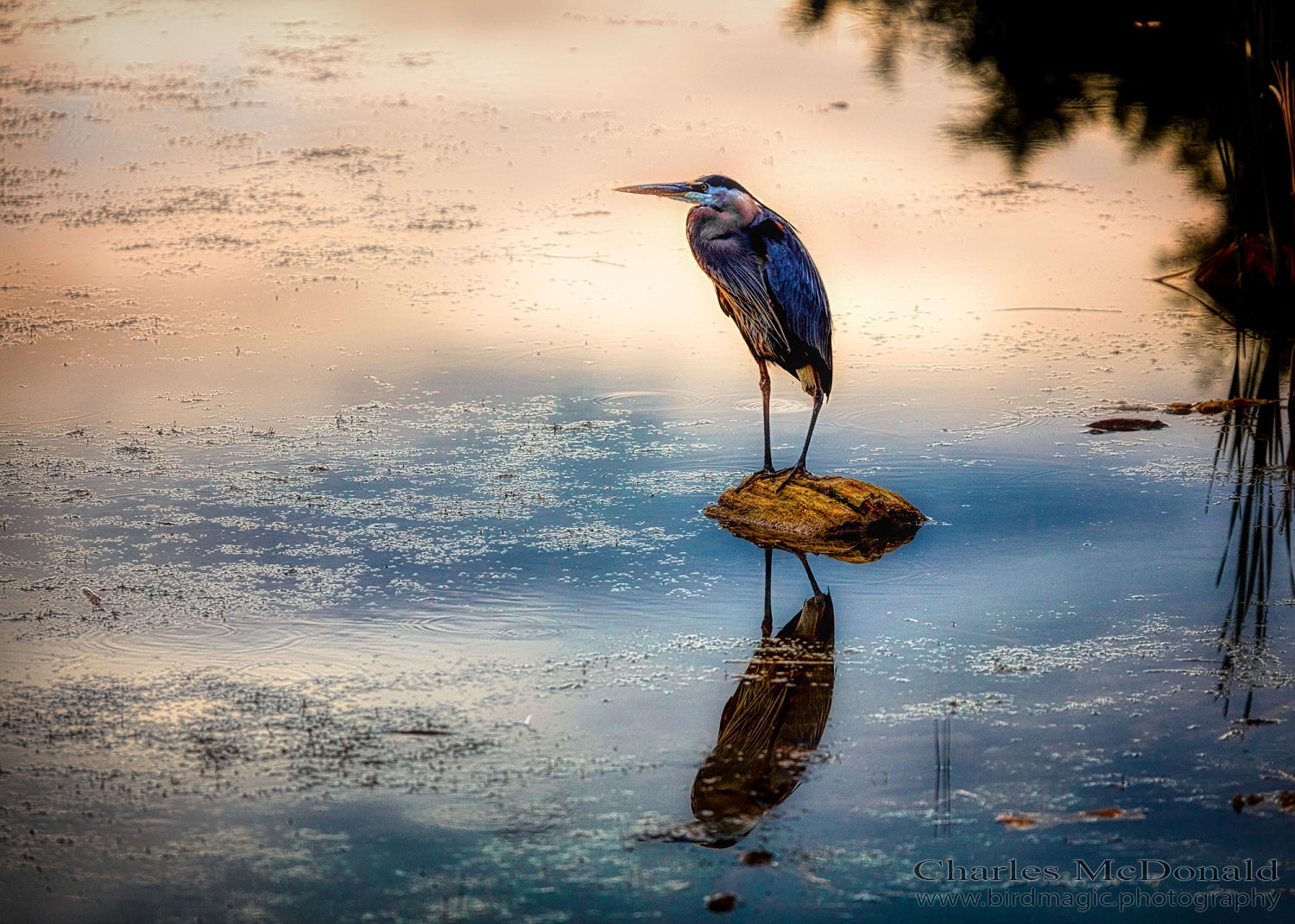 Great Blue Heron